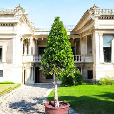 Ficus Nitida Half Cone